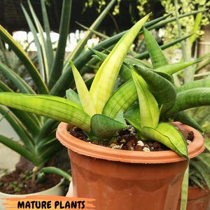 Sansevieria Lemon (cj2) (14) | Rare Hybrids image 17