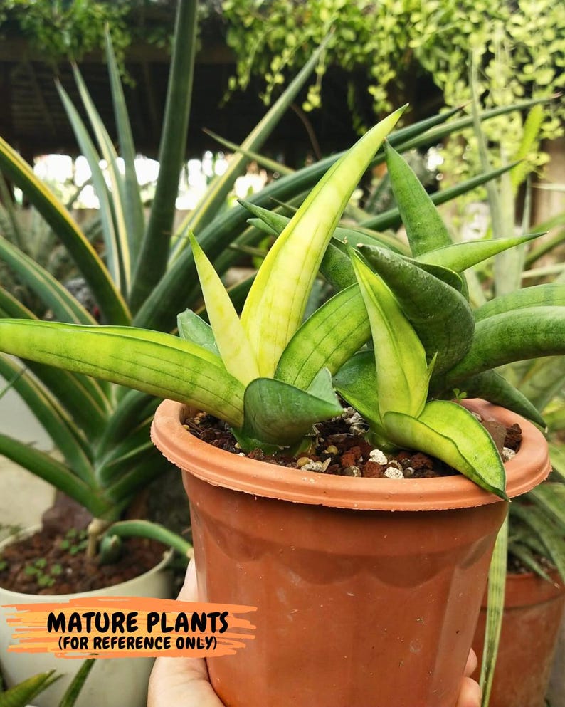 Sansevieria Lemon (cj2) (14) | Rare Hybrids image 17