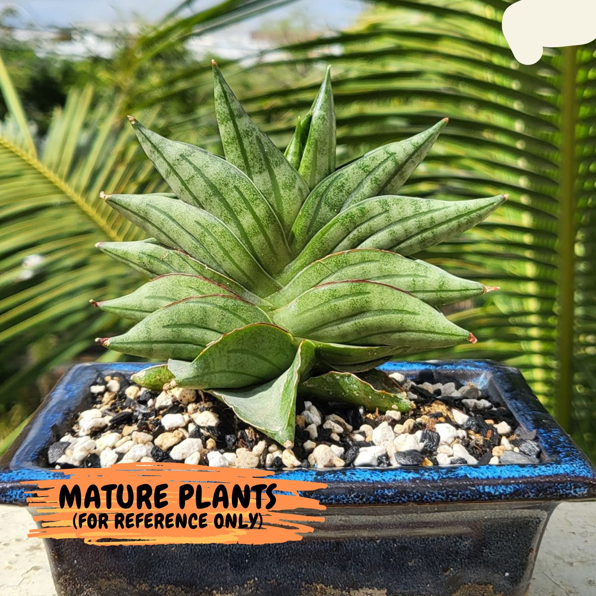 サンスベリア Sansevieria Sandee A サンスベリア Sansevieria Sandee A