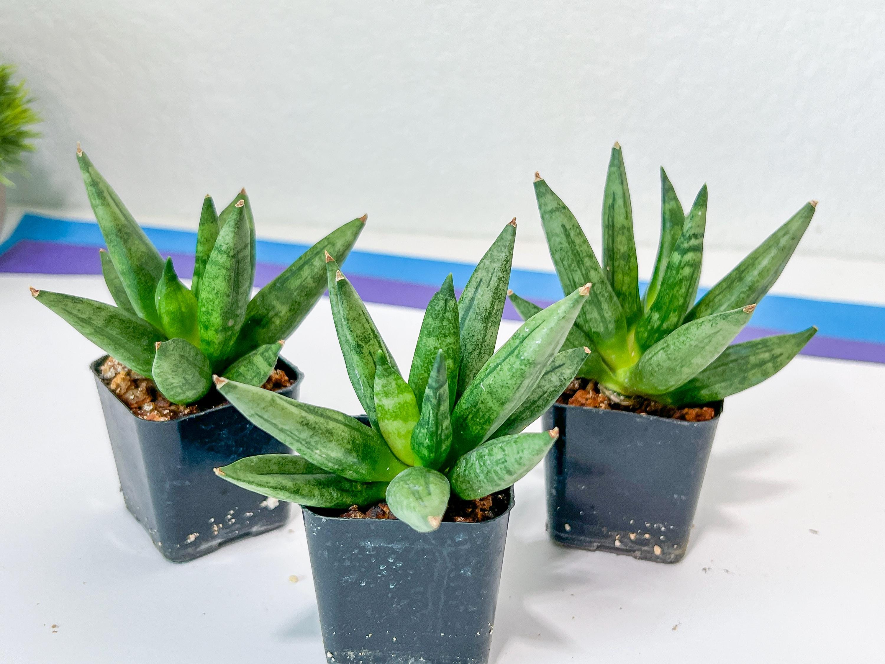 Sansevieria Hedgehog (#PH24) | Find an Extraordinary and Sansevieria Hedgehog (#PH24) | Find an Extraordinary and