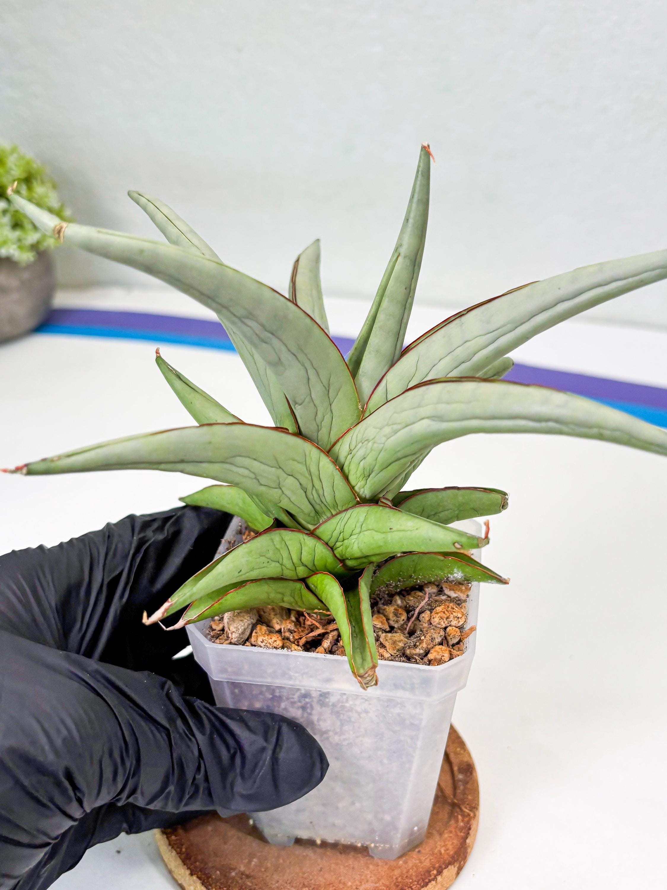 Sansevieria Asawin (su1) (6) | Imported Sansevieria - Etsy