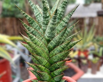 Sansevieria Ming Manee (#AC56) | Imported Snake Plant - Etsy