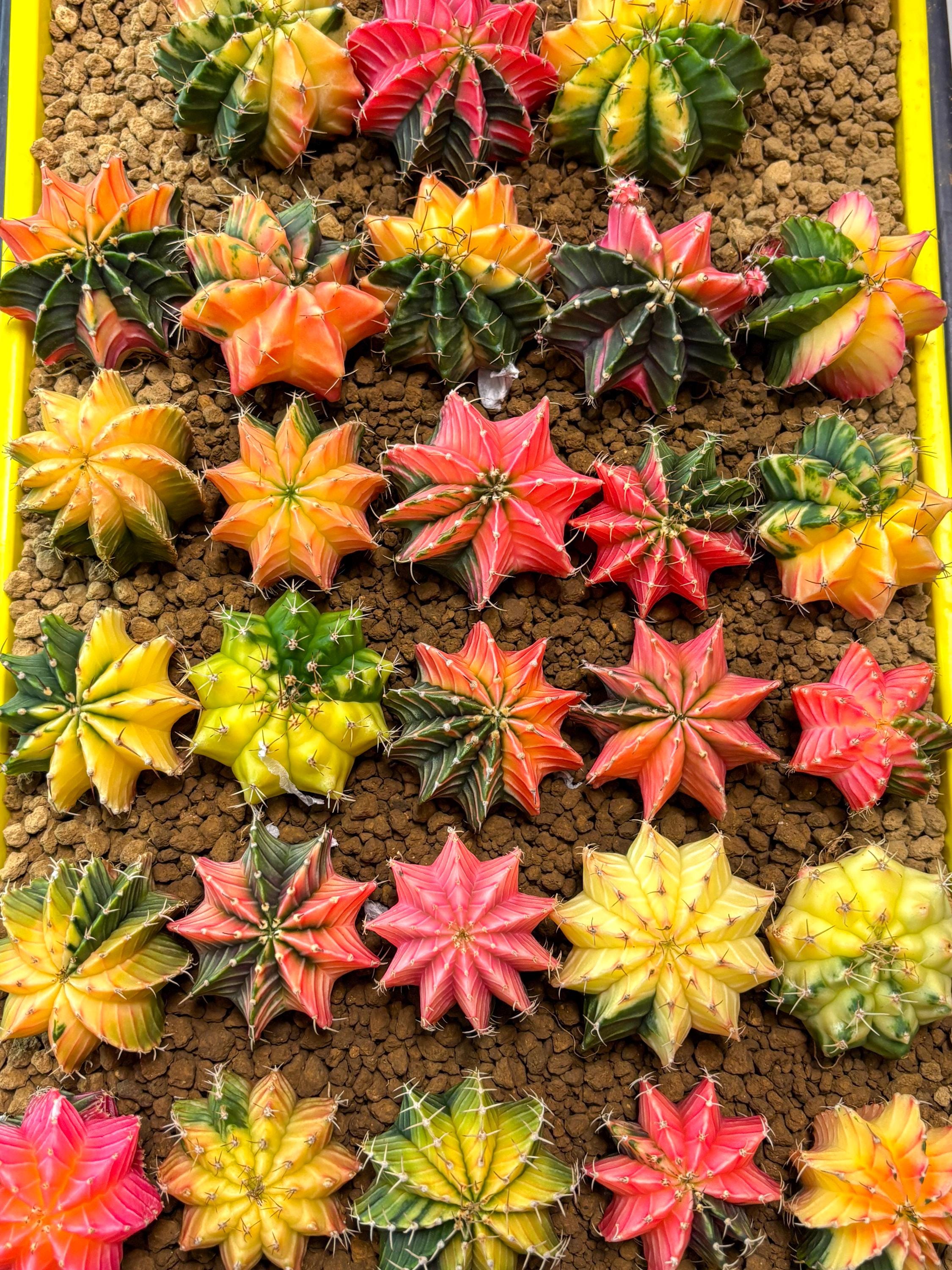 Gymnocalycium Kikko - Etsy