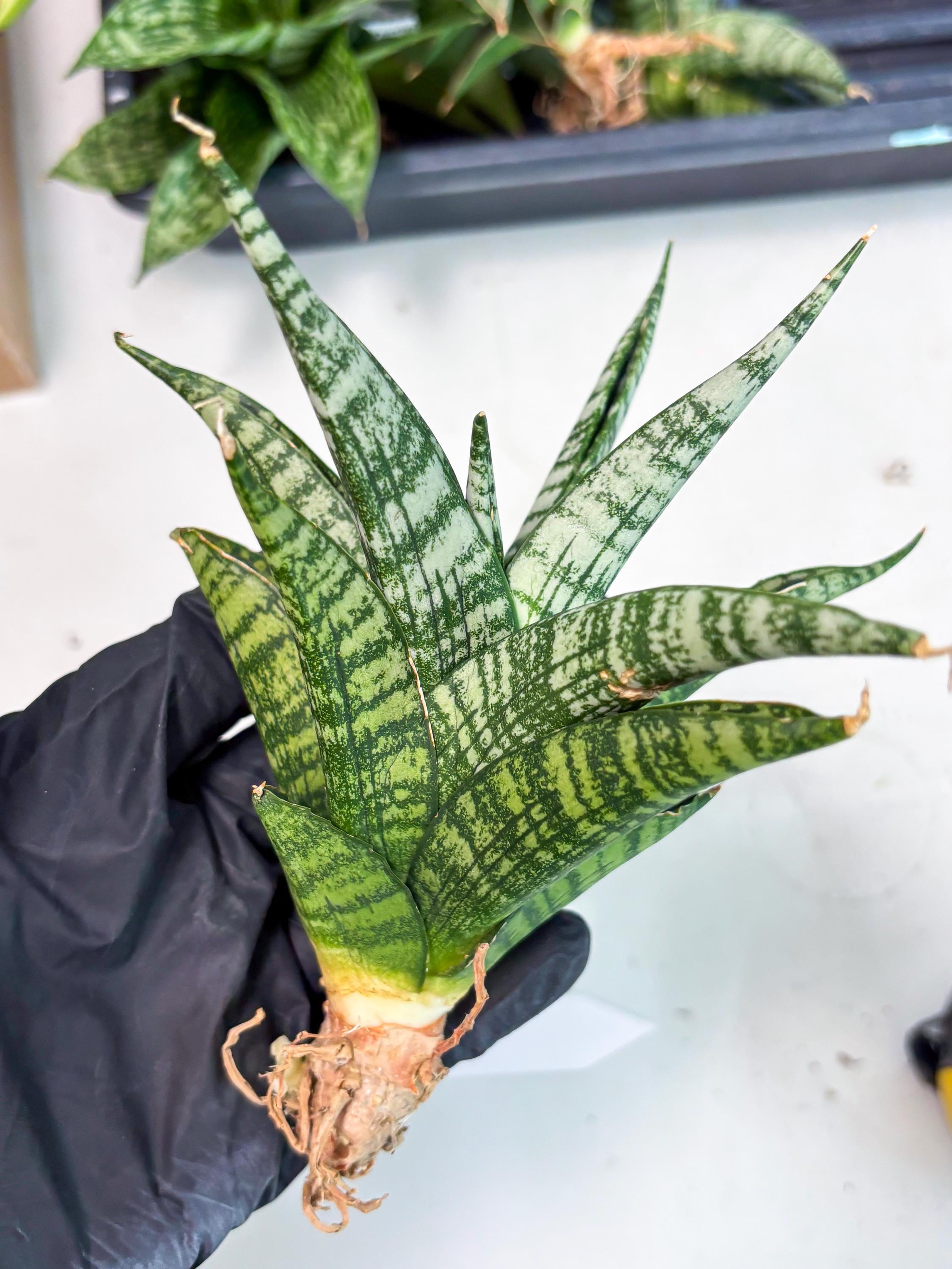 Mosar Sansevieria Mosar (ha1) (12) | Imported Hybrids - Etsy