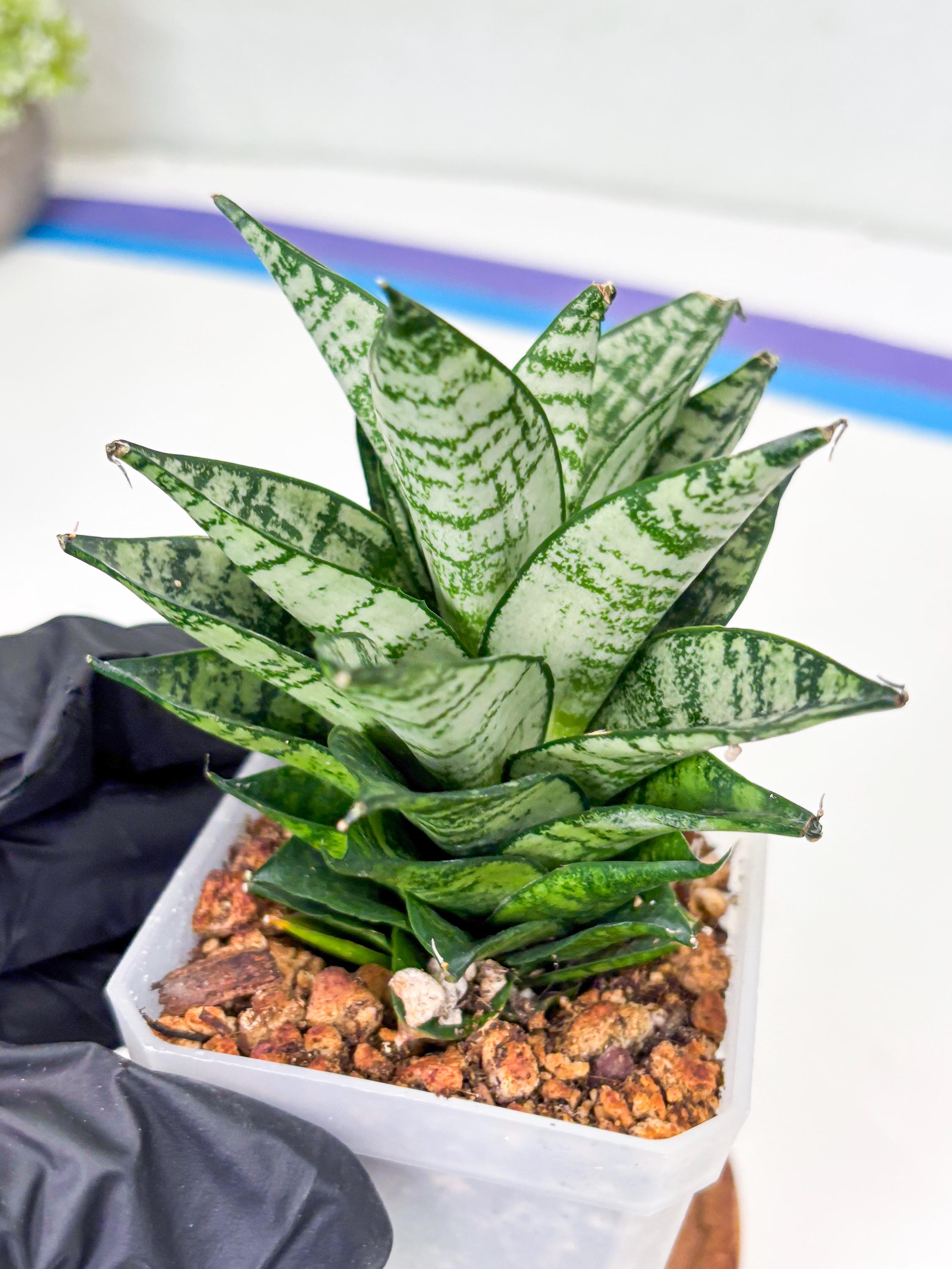 Sansevieria Ehrendel (su2) (11) | Imported Sansevieria - Etsy