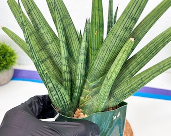 Sansevieria Rookie (p) | Rare hybrid
