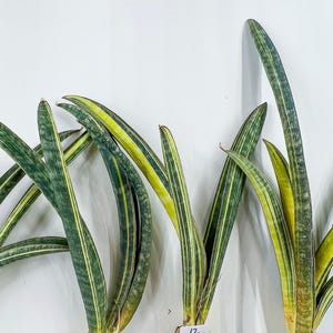Sansevieria Hallii Baseball Bat Variegata | Embark on a Rare Plant