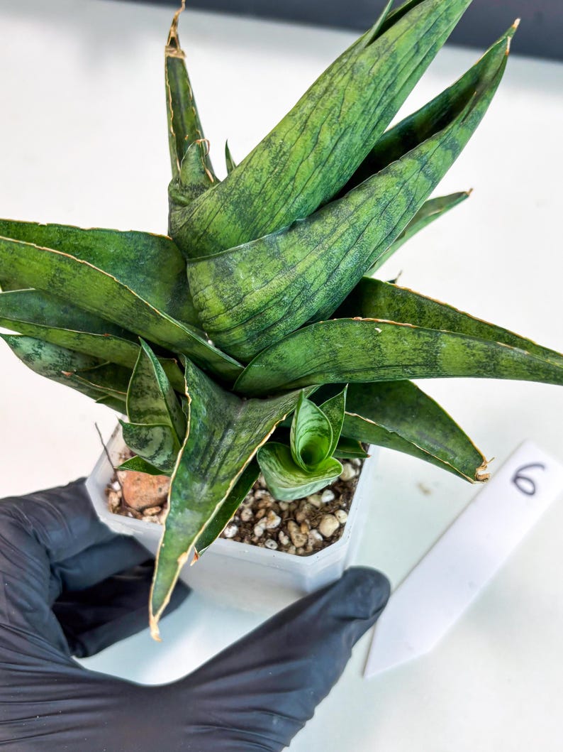 Sansevieria Dampit (ha6) (6) | Imported New Hybrids - Etsy