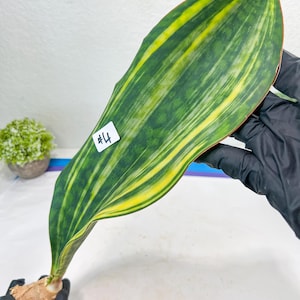 Sansevieria Masoniana Congo Var #4 | Imported Plants