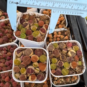 May include: Close-up of several small, square white pots filled with colorful, round succulents. The succulents are various shades of green, brown, orange, and red. A blue ruler shows measurements in inches and centimeters.