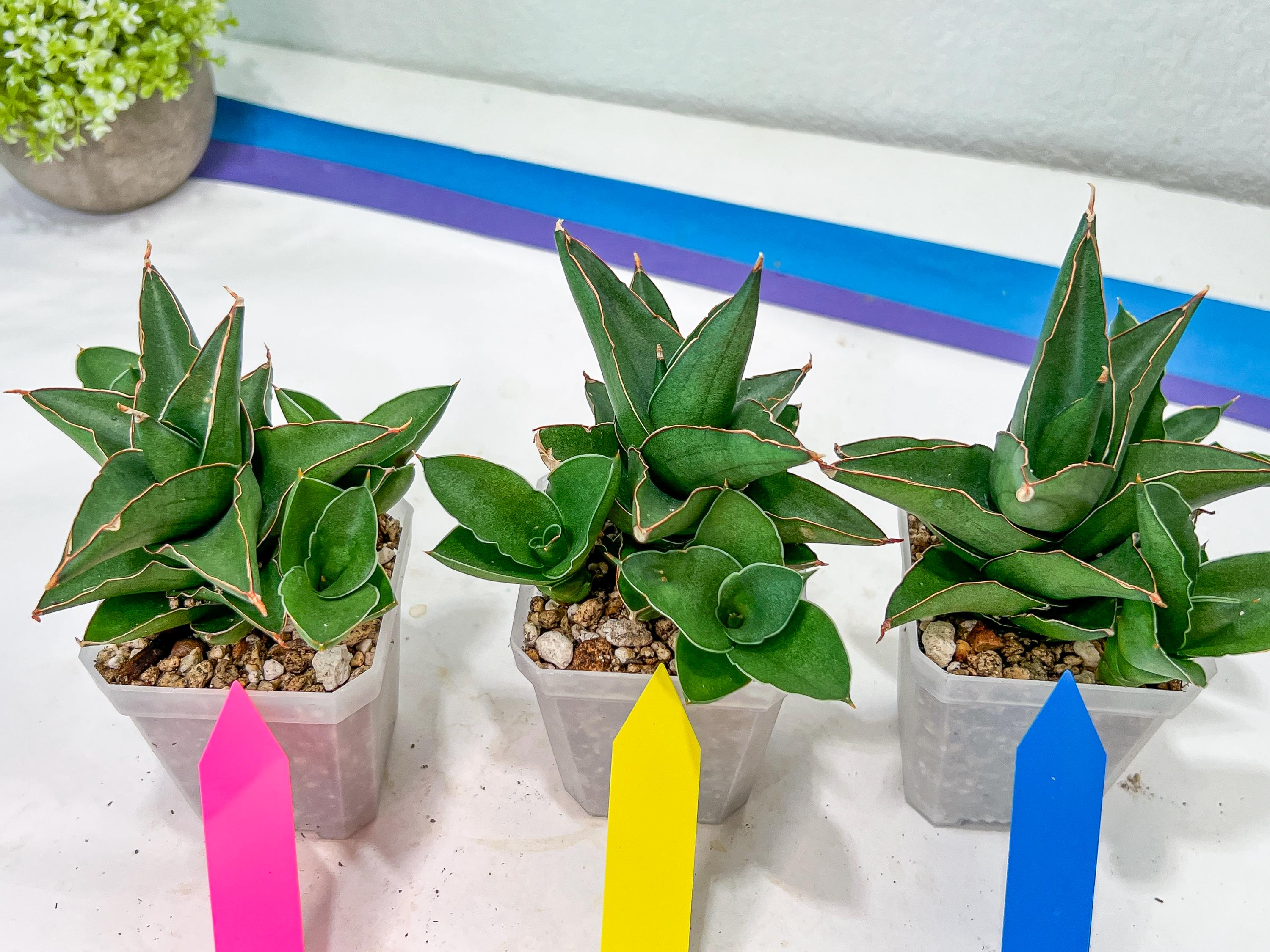 サンスベリア Sansevieria Bonny variegated Sansevieria Bonny (PH9) | Rare Imported House Plants - Etsy