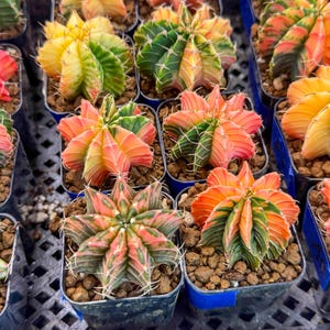 May include: A collection of colorful cacti in small black pots. The cacti display vibrant hues of orange, yellow, green, and pink. Each cactus has a unique pattern and shape, creating a visually appealing display. The pots are filled with small brown pebbles.