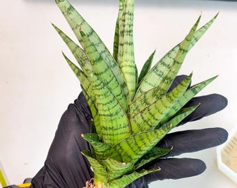 Sansevieria Suffruticosa (ha56) | Imported Snake Plants - Etsy