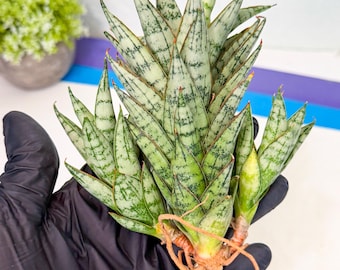 Sansevieria Ming Manee (#AC56) | Imported Snake Plant - Etsy