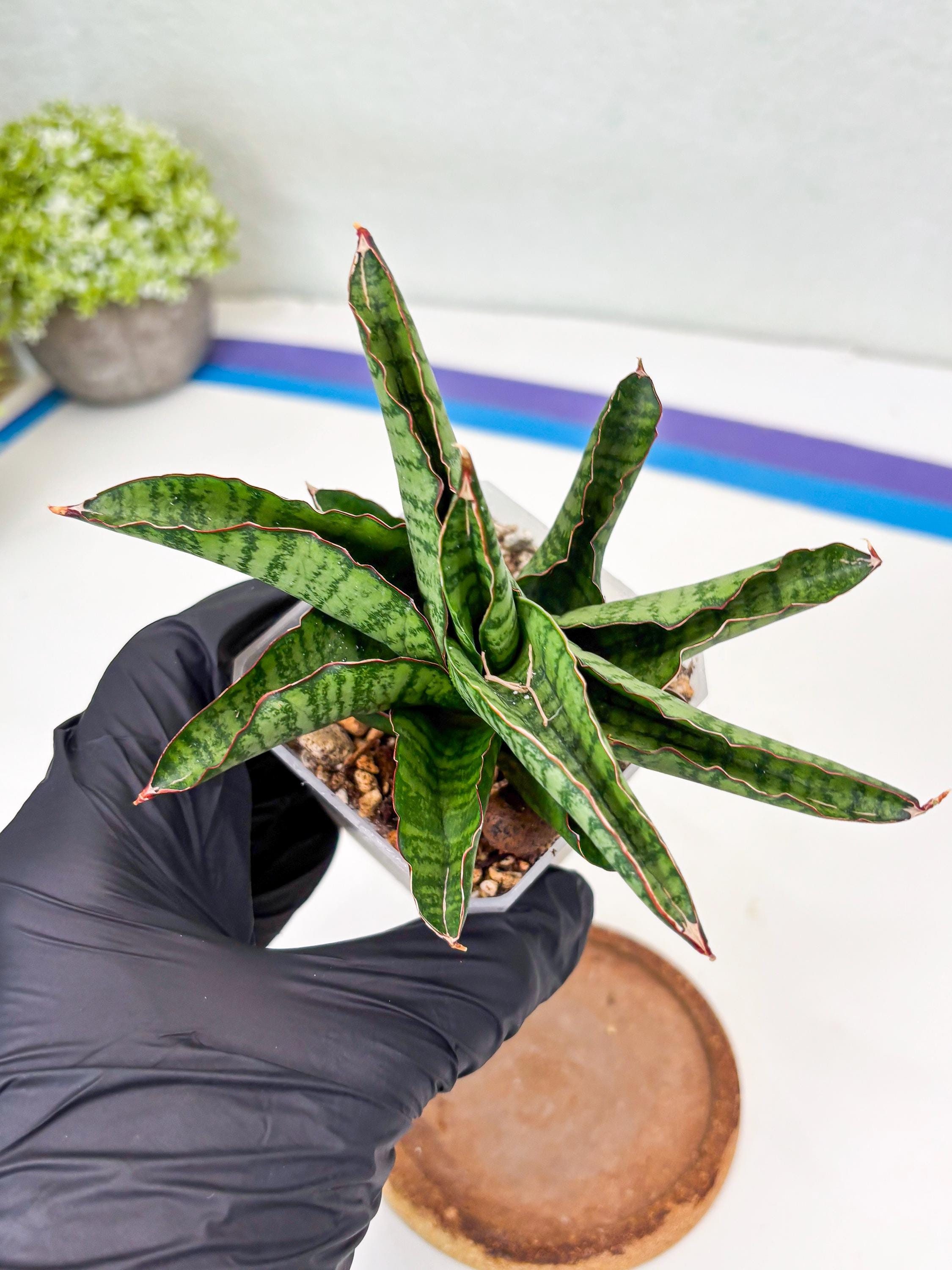 洋書 the splendid sansevieria Sansevieria Srikandi (su2) (2) | Imported Sansevieria - Etsy