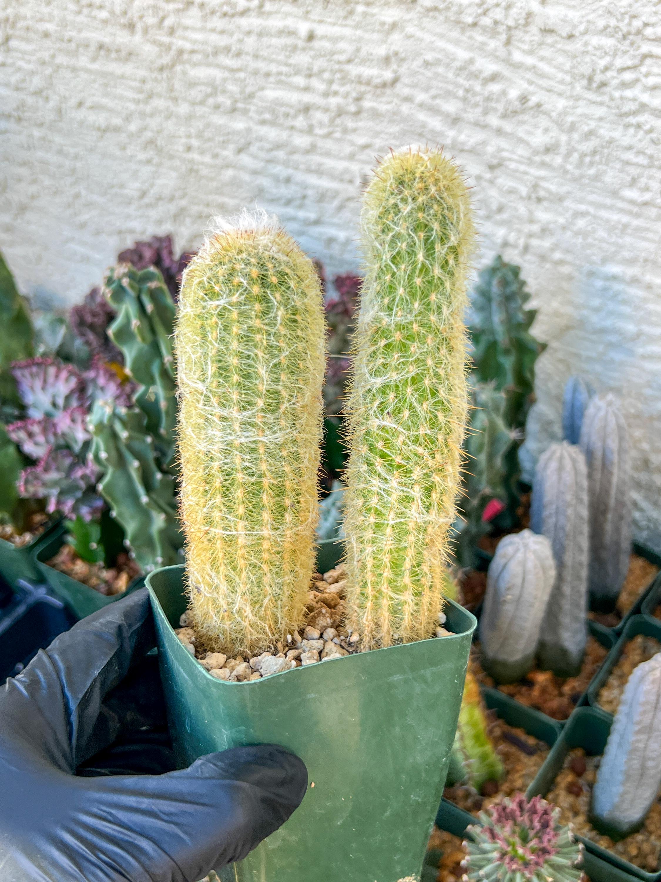 Old Man Cactus / Cephalocereus Senilis | (C3) (B12) | 3.5pot - Etsy