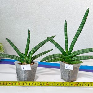 Sansevieria Cylindrica Boncel | Imported Plants | Rare Hybrid Species