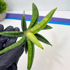 Sansevieria Lemon (cj2) (14) | Rare Hybrids image 13