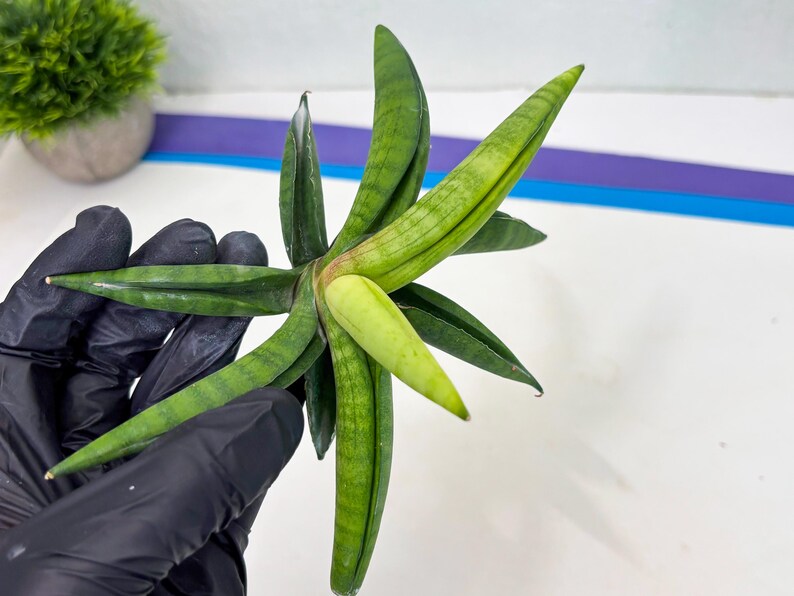 Sansevieria Lemon (cj2) (14) | Rare Hybrids image 13