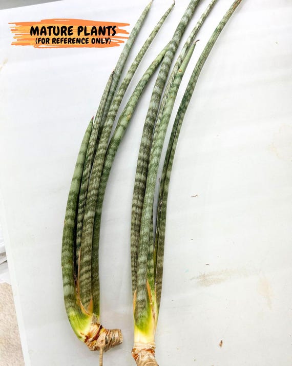 Sansevieria Pix Maro (b9) | New Hybrids Imported - Etsy