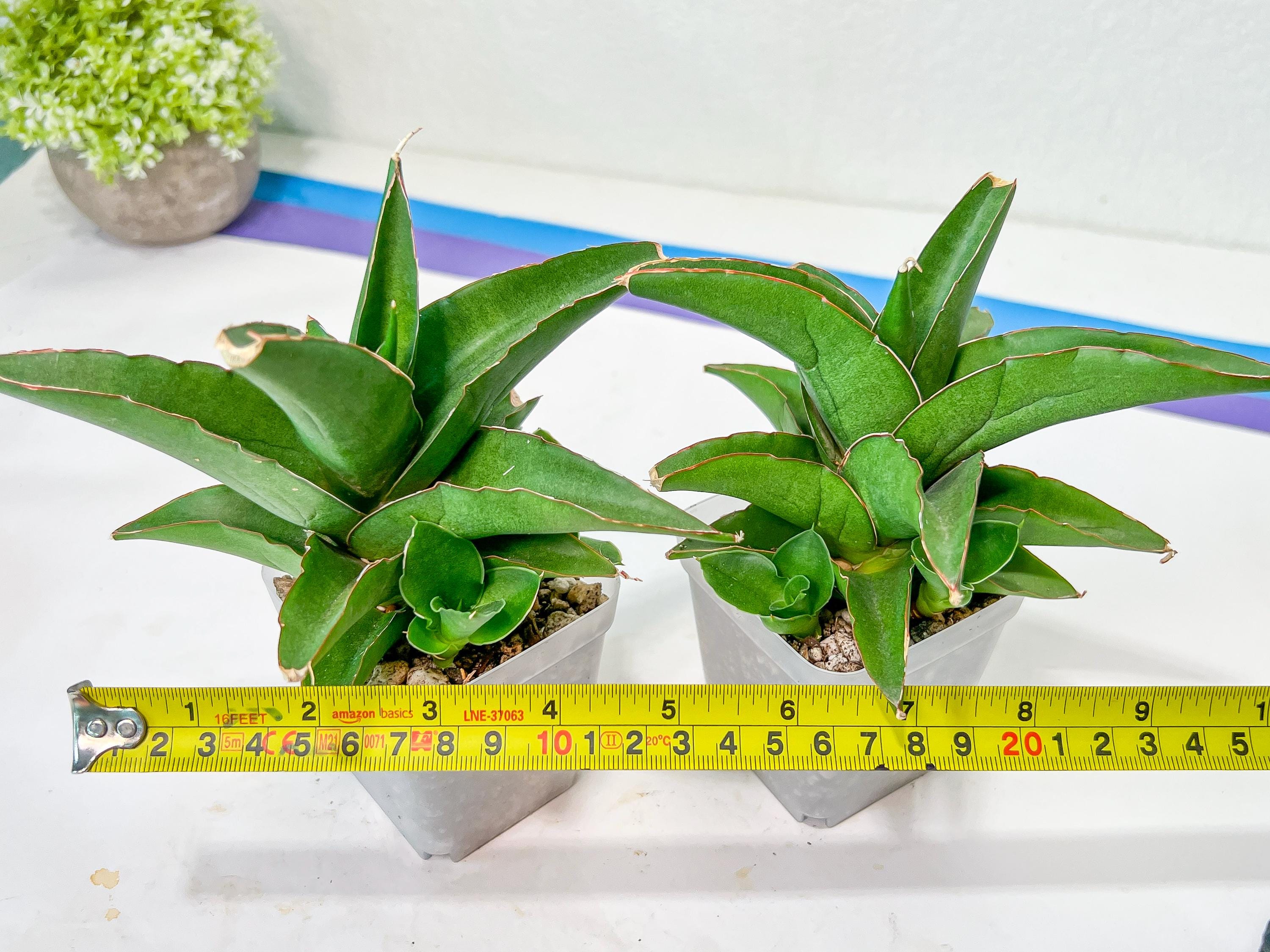Sansevieria Hybrid Maya (AC55) | Sri Katon' X Pinguicula - Etsy