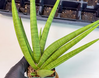 Sansevieria Ming Manee (#AC56) | Imported Snake Plant - Etsy