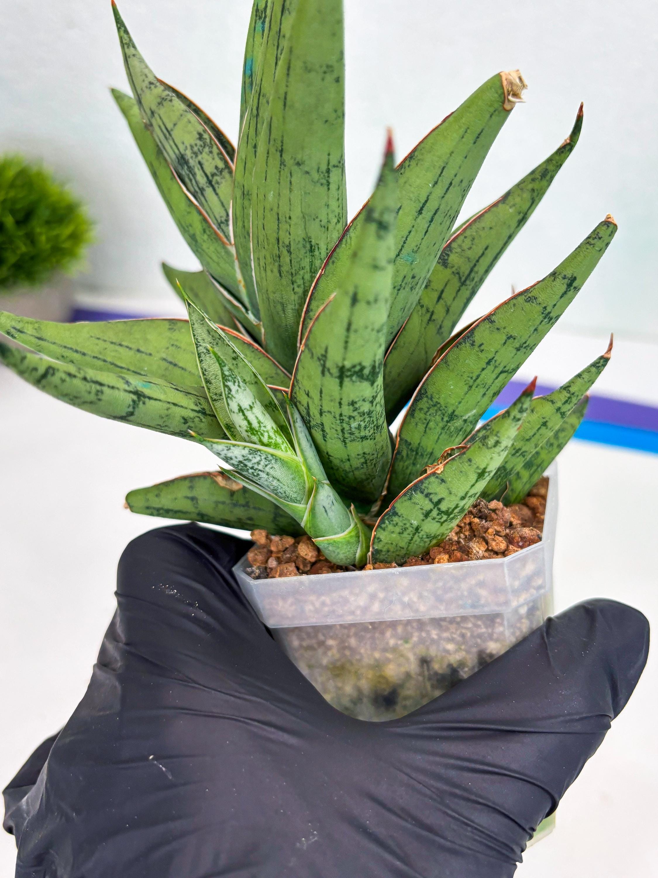 taxus baccata 125-150 preis Taxus baccata Solitär kaufen? Bestellen Sie einfach online beim Züchter