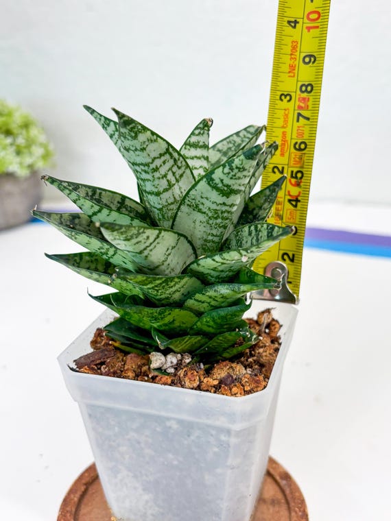 Sansevieria Ehrendel (su2) (11) | Imported Sansevieria - Etsy