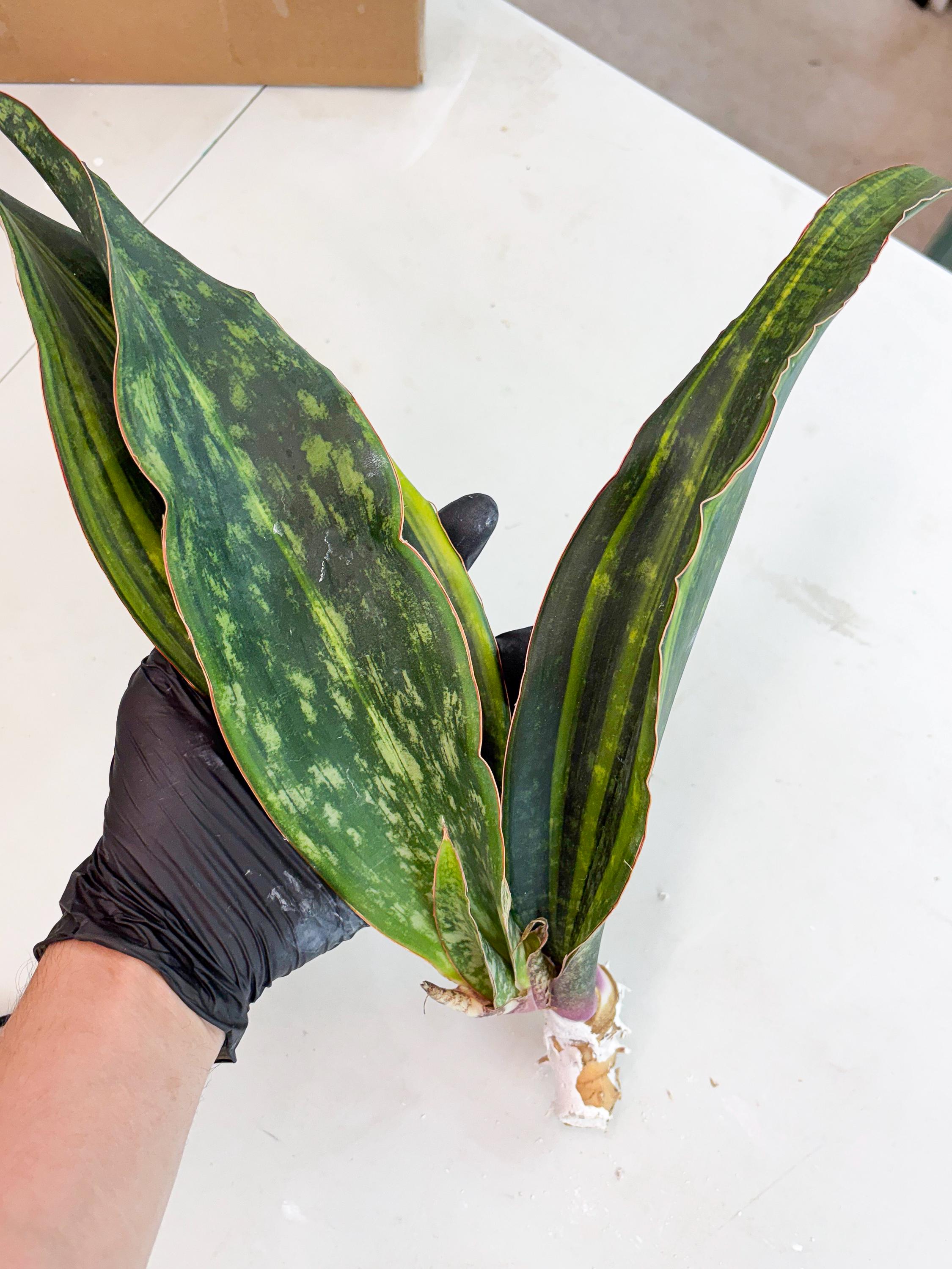 EMP サンセベリア Sir Ray Ong サー レイ オン / SA349 Sansevieria