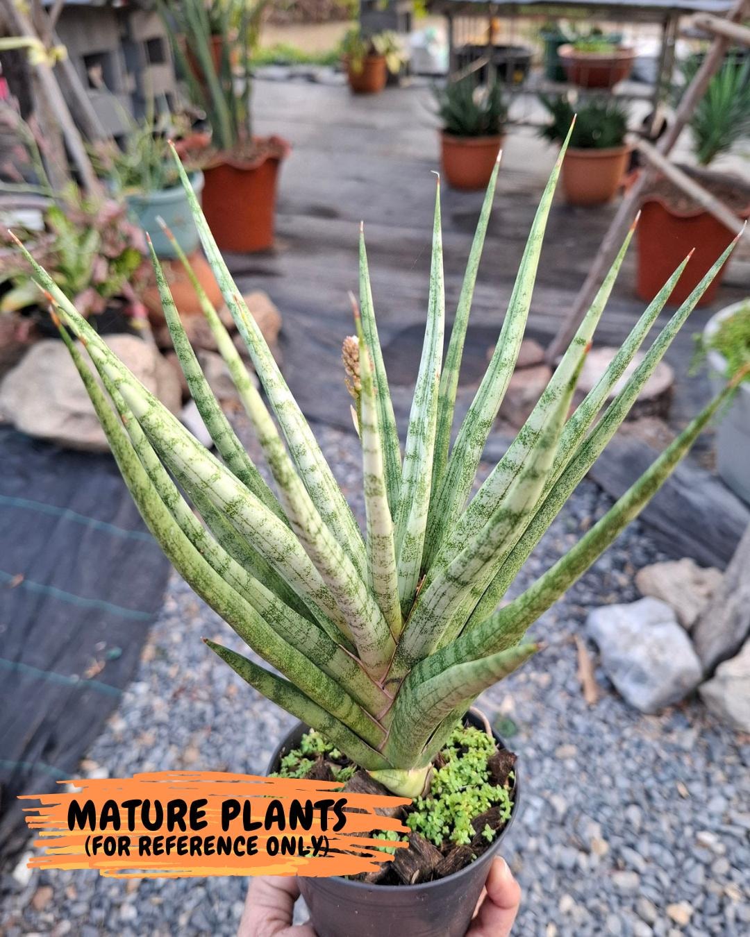 Sansevieria Blue Torch | Imported Plants | Rare Hybrid Species - Etsy