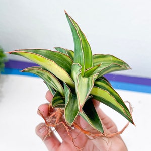 Sansevieria Blue Leaf Variegated (#H1) | Rare Imported House Plants | Rare Snake Plant