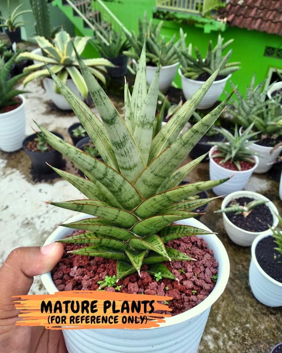 Sansevieria Kesya (ba3) (15) | Rare Hybrid Plant - Etsy
