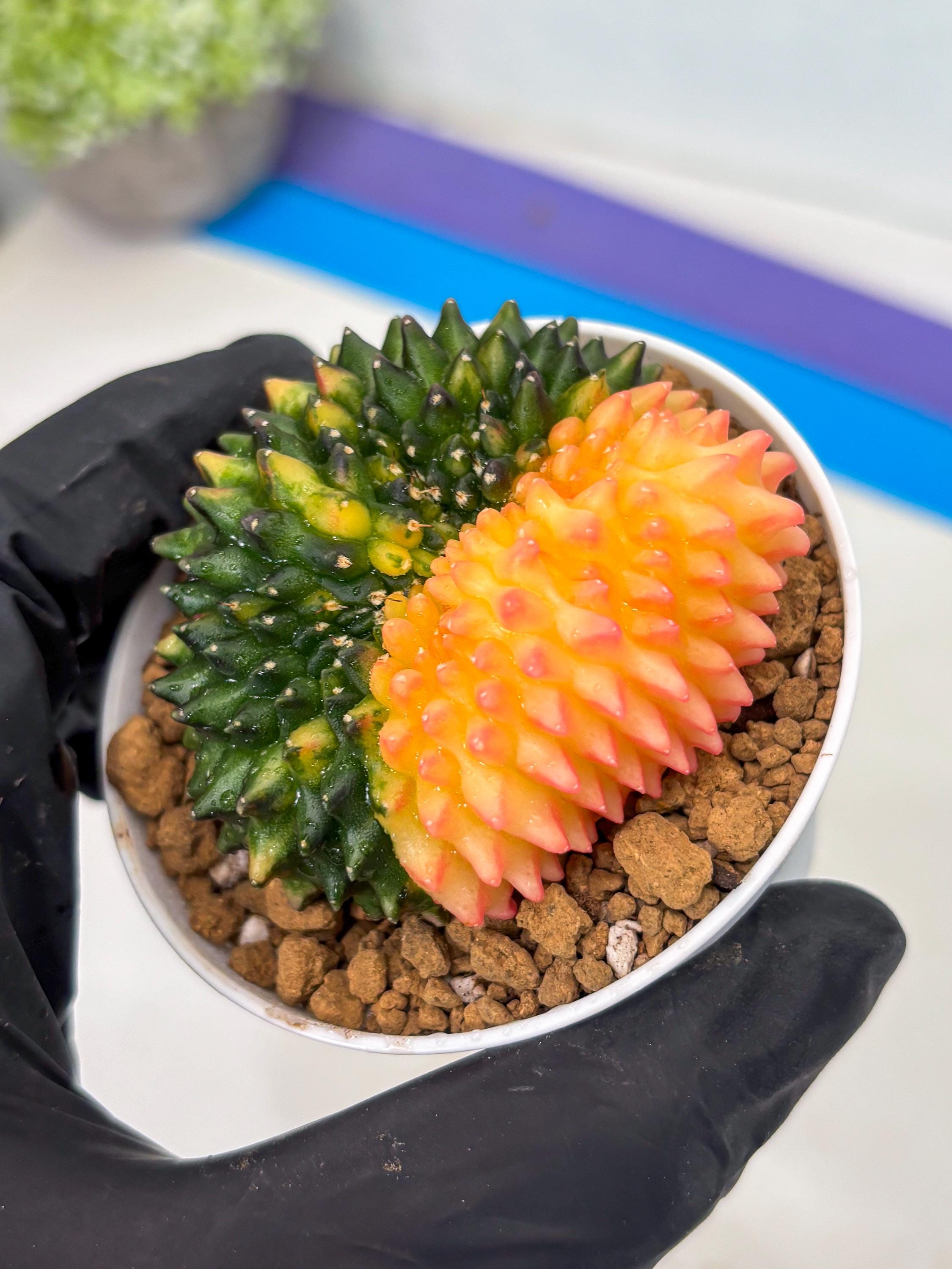 Gymnocalycium Inermis Cristata - Etsy