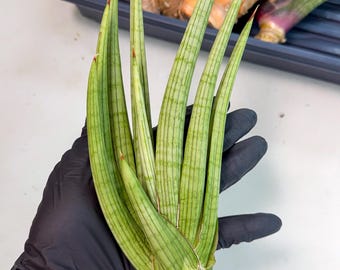 Sansevieria Sinus-simiorum CG09 (p) | Rare Plants - Etsy