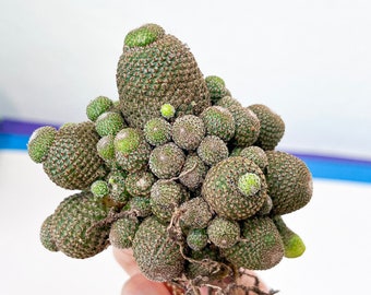 Rebutia Heliosa Cluster (V3) | Clumping Cactus | Rare Cactus | Very Rare Import