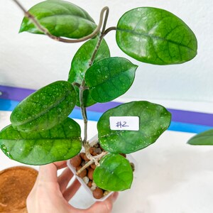 Hoya Motoskei LC12 Rare Imported Hoyas Fast growing Indoor Plants 3 Inch Pots/Leca Included image 7