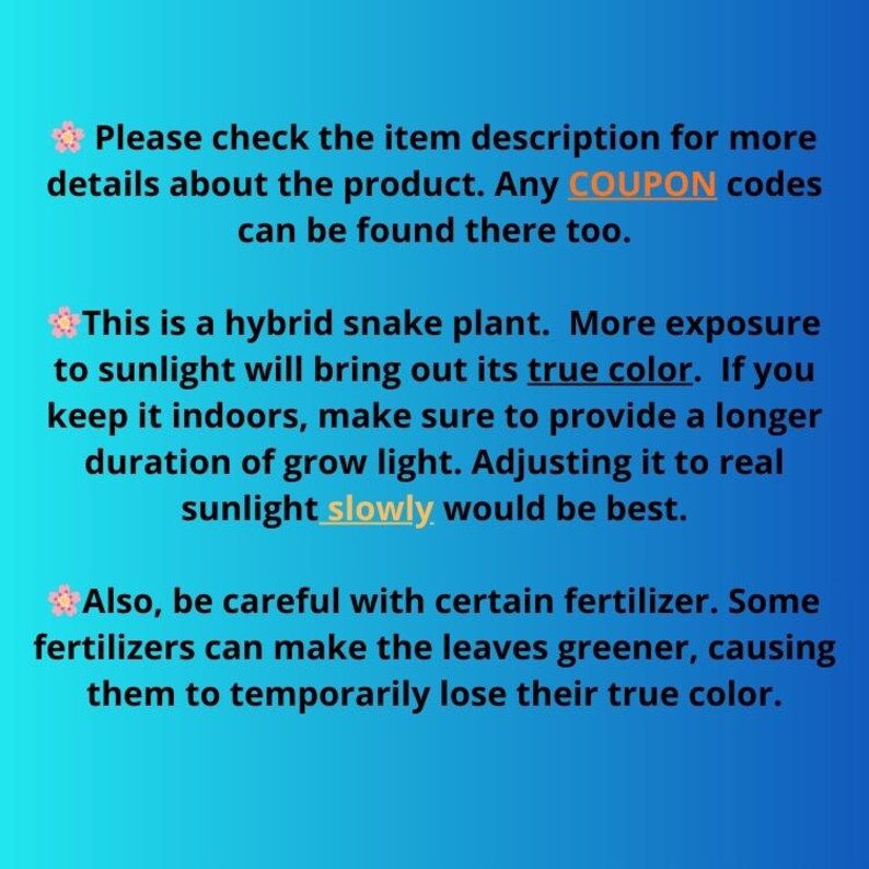 Sansevieria Lemon (cj2) (14) | Rare Hybrids image 9