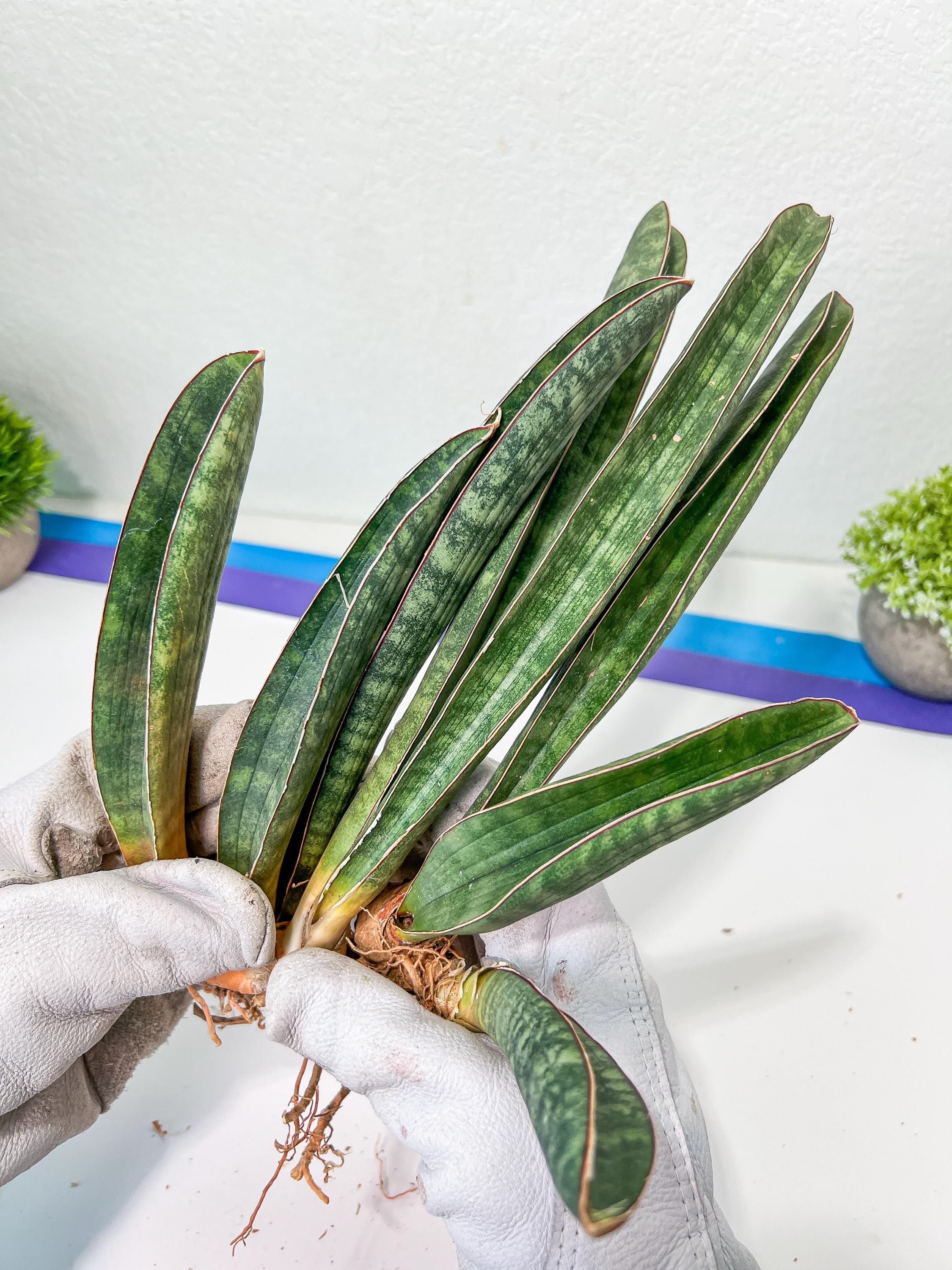Sansevieria Baseball Bat (#E3) | Cimported Plants | Rare Hybrid