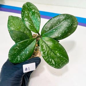 Hoya crassipetiolata Super Splash (#LD) | Imported Hoyas | 2.5&quot; pot Included