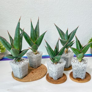 Sansevieria Pinguicula (#H3) | Walking Sansevieria | Imported