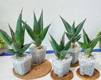 Sansevieria Pinguicula (#H3) | Walking Sansevieria | Imported