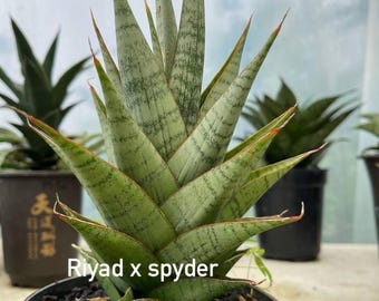 Sansevieria Ming Manee (#AC56) | Imported Snake Plant - Etsy