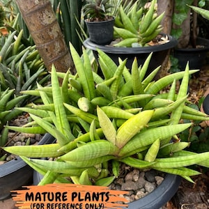 Sansevieria Lemon (cj2) (14) | Rare Hybrids image 1