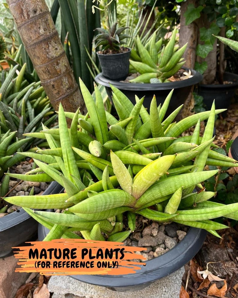 Sansevieria Lemon (cj2) (14) | Rare Hybrids image 1