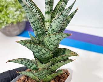 Sansevieria Ming Manee (#AC56) | Imported Snake Plant - Etsy