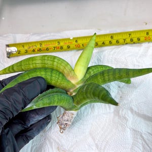 Sansevieria Lemon (cj2) (14) | Rare Hybrids image 2