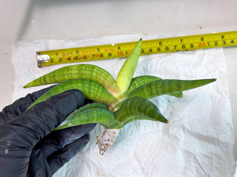 Sansevieria Lemon (cj2) (14) | Rare Hybrids image 2