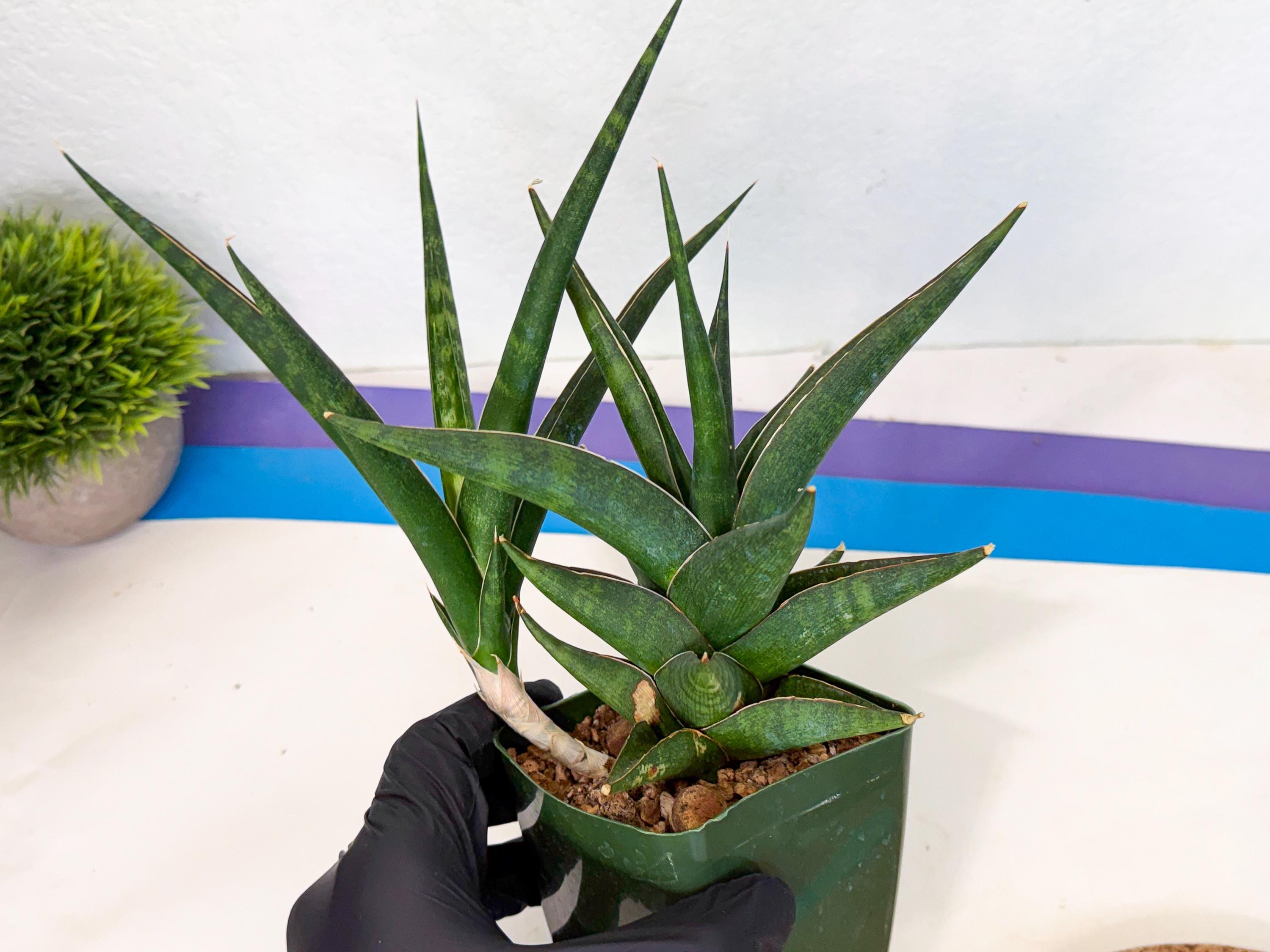 Sansevieria Prabu (xl2) (g) | Rare Snake Plant - Etsy