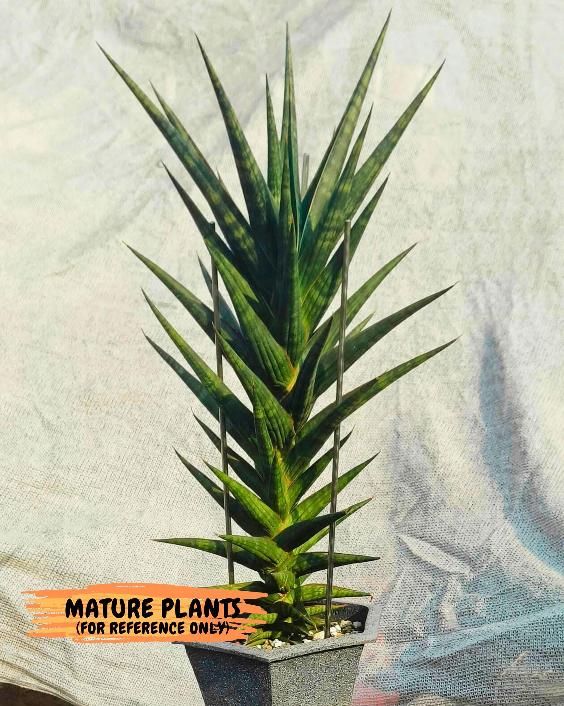 Sansevieria Manny Pacquiao (g1) (15) | Imported Plant - Etsy