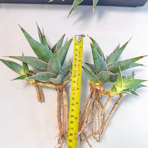Sansevieria Mediopicta - Etsy